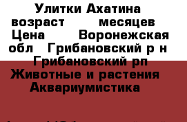 Улитки Ахатина, возраст 6 - 8 месяцев. › Цена ­ 0 - Воронежская обл., Грибановский р-н, Грибановский рп Животные и растения » Аквариумистика   